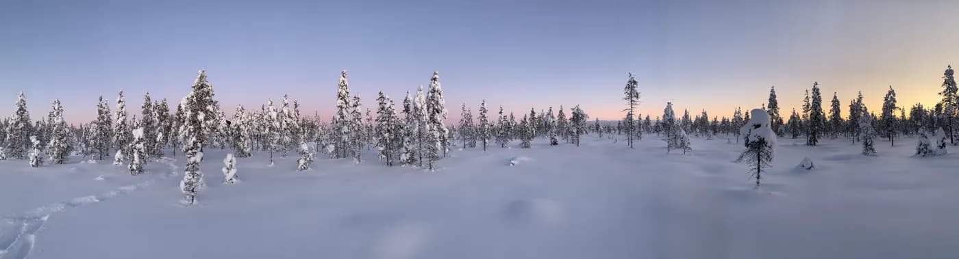 Panorama de sapins couverts de neige sur une étendue plane, ciel rose et orangé au ras de l'horizon