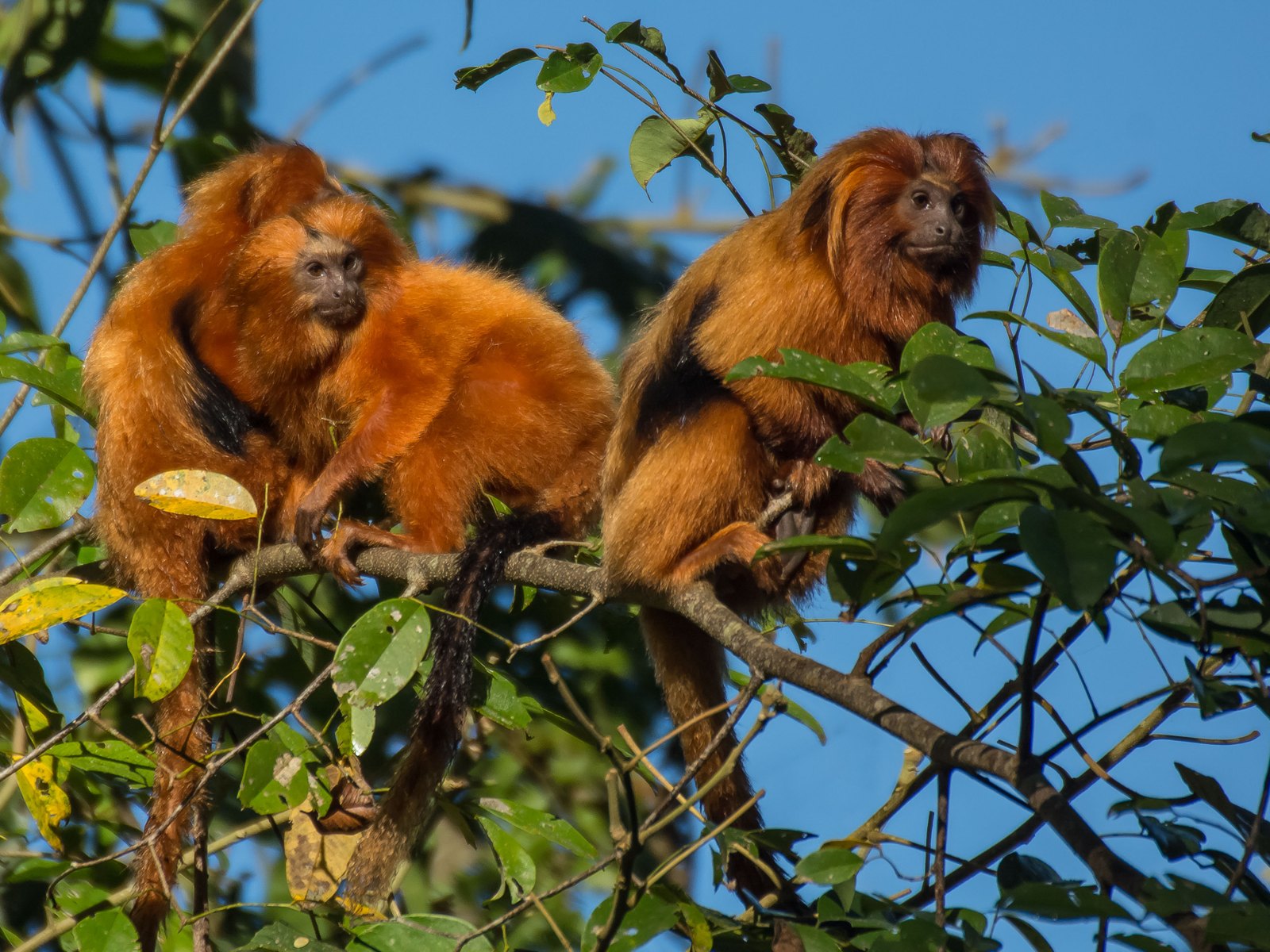 Golden lion tamarin, an emblematic species of the Atlantic Forest near Rio de Janeiro